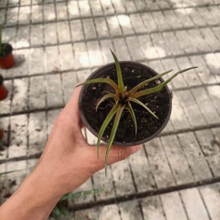 Tillandsia Cyanea Pianta