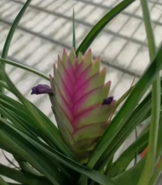 Tillandsia Cyanea Pianta