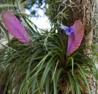 Tillandsia Cyanea Pianta