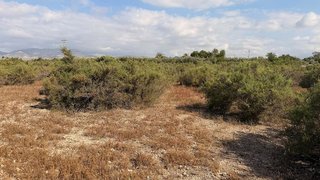 Terreno en venta en La Algoda - Matola - El Pla en Elche