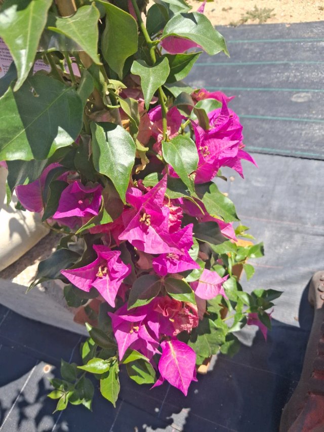 Buganvilla Morada 80cm alto