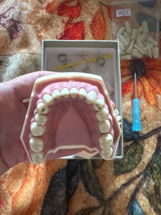 Tipodonto adulto FRASACO AG3 ORIGINAL + dientes