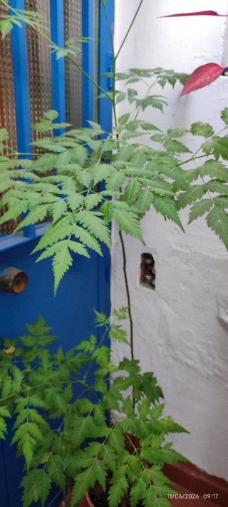 Árbol joven paraiso