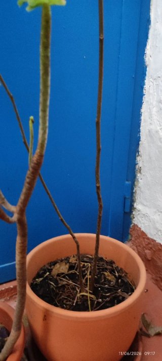 Árbol joven paraiso