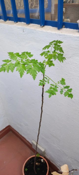 Árbol joven paraiso