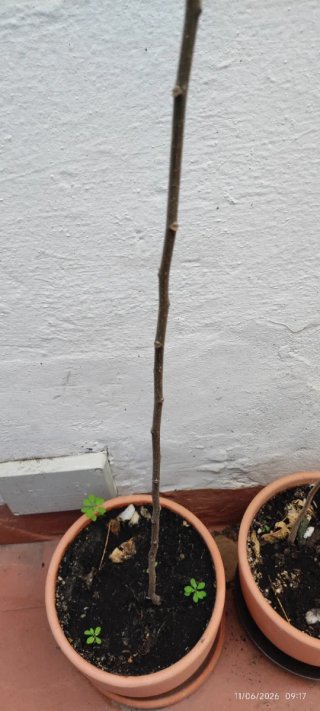 Árbol joven paraiso