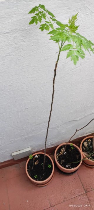 Árbol joven paraiso
