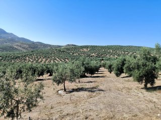 Finca de olivos