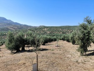 Finca de olivos