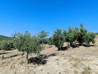 Finca de olivos