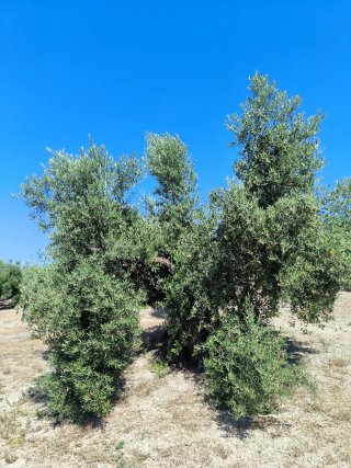 Finca de olivos