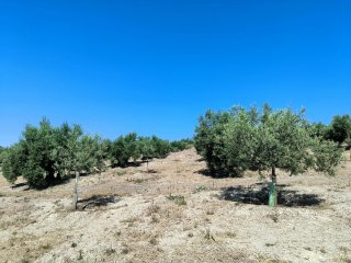 Finca de olivos