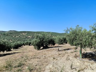 Finca de olivos