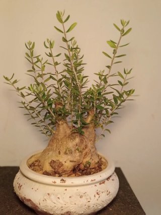 Bonsái Acebuche