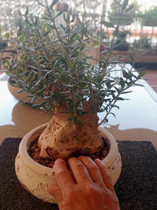 Bonsái Acebuche