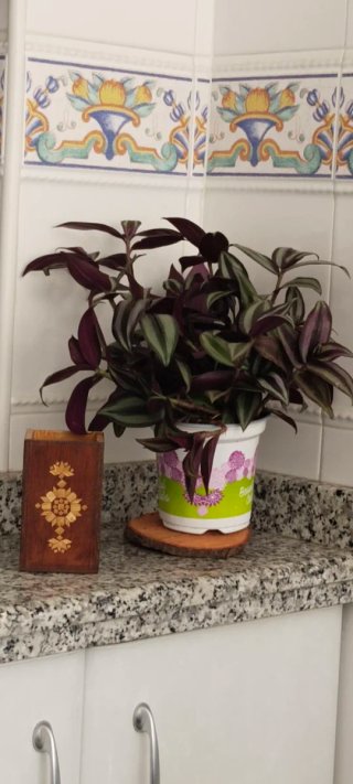 Tradescantia zebrina en maceta