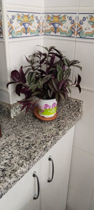 Tradescantia zebrina en maceta