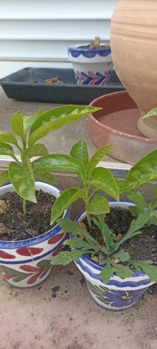 Planta de Maracuyá