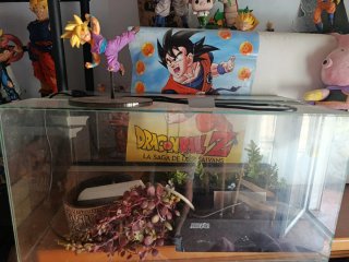 Terrario completo + Figura Dragon Ball