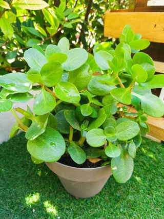 Planta grande de Crassula en maceta