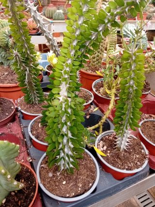 Cactus con espinas y hojas verdes