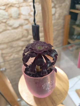 Suculentas en maceta de cristal