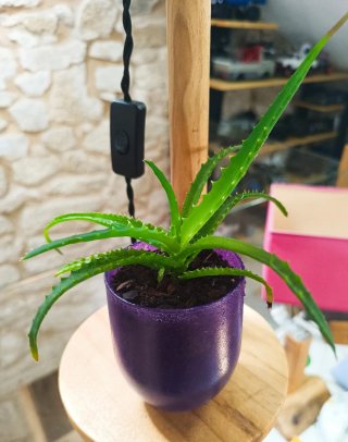 Suculentas en maceta de cristal