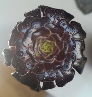 Suculentas en maceta de cristal