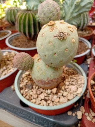 Cactus variados en maceta