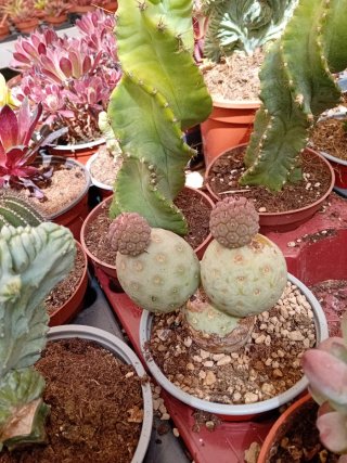 Cactus variados en maceta