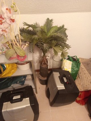 Planta artificial decorativa