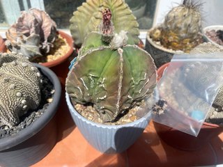 Semillas Astrophytum miriostigma