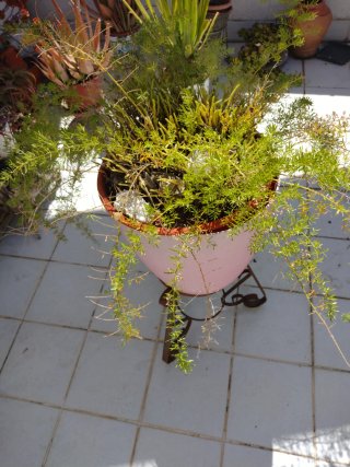 Planta con maceta rosa y soporte