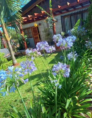 Agapantos azules