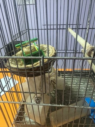 Jaula para cría de  pájaros, con separador, nido