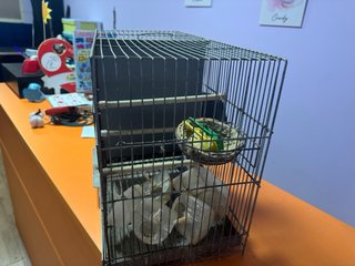 Jaula para cría de  pájaros, con separador, nido