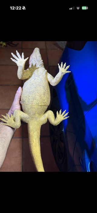 Lucertola dinosauro gigante da collezione