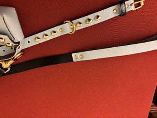 Guinzaglio e collare porta sacchetti