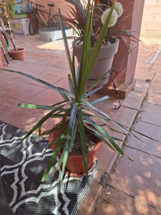 Planta de interior Dracaena