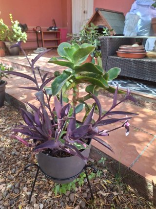 Planta de interior morada y verde