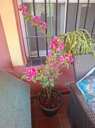 Planta con flores rosas