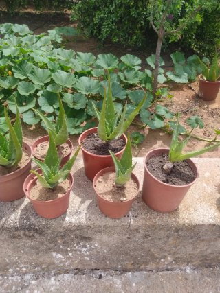Planta Aloe Vera en Maceta