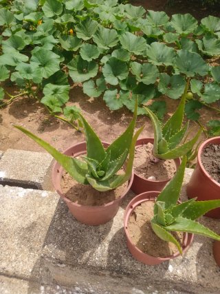 Planta Aloe Vera en Maceta