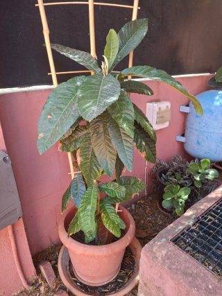Arbolito de Níspero en Maceta