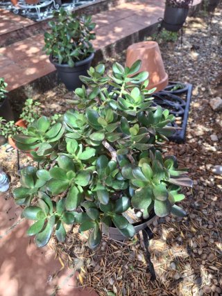 Planta Jade en maceta