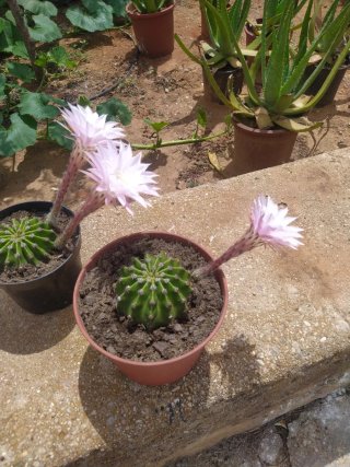 Cactus con flor y maceta
