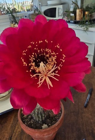 Echinopsis ibrido fiore fucsia pianta grassa