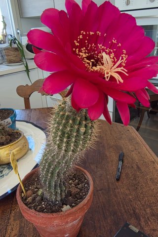 Echinopsis ibrido fiore fucsia pianta grassa
