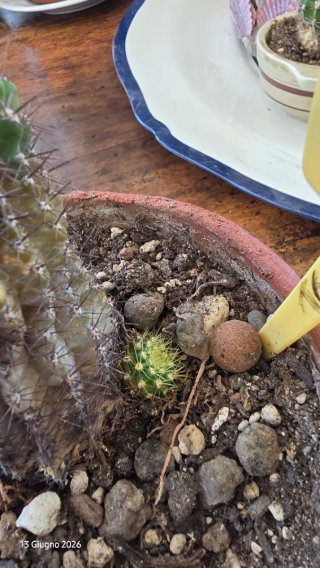 Echinopsis ibrido fiore fucsia pianta grassa