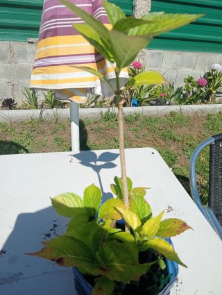 Hortensias Rosas